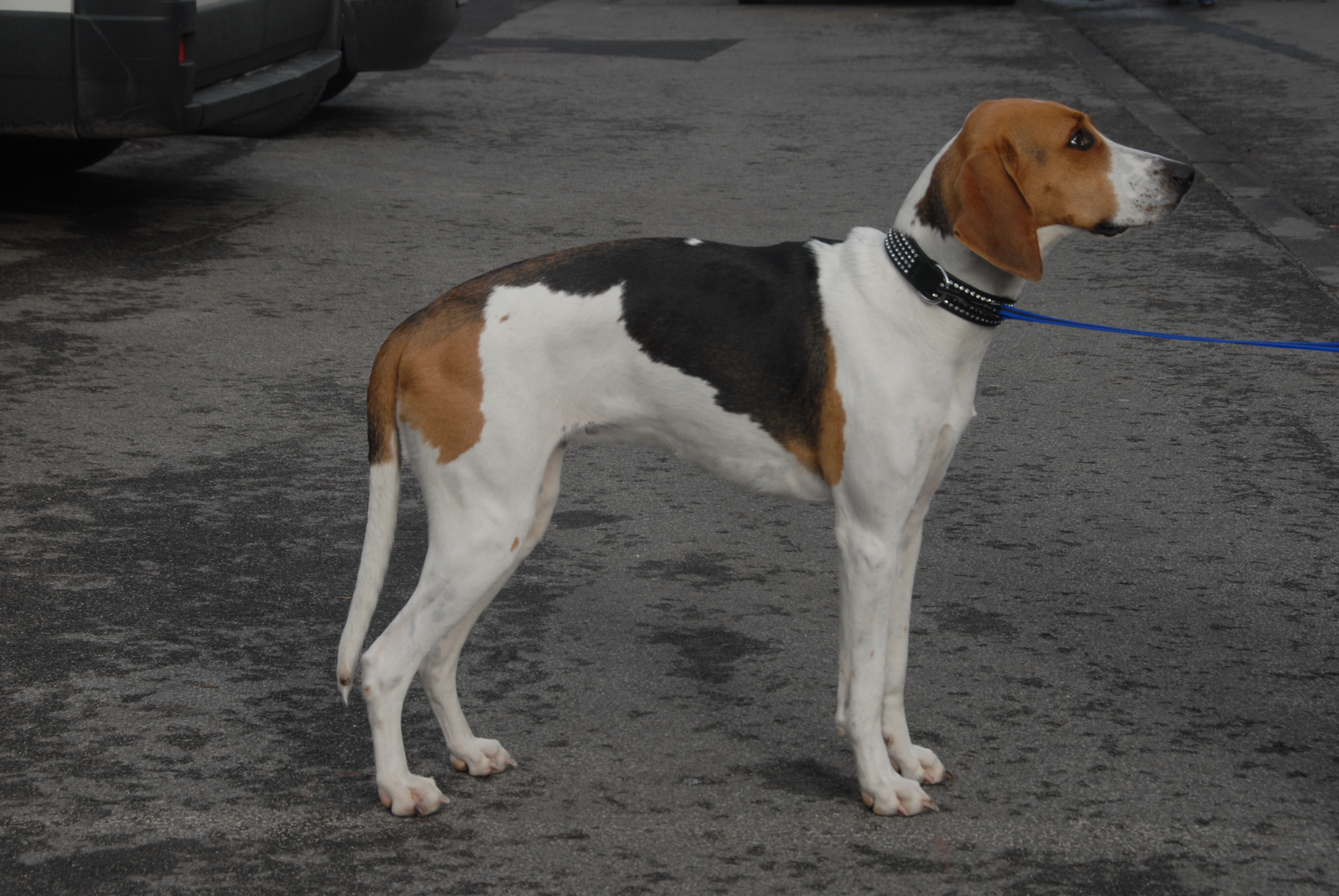 Tri color hot sale walker hound